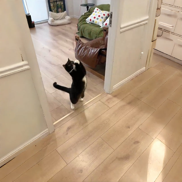 Mroace Smart Interactive Cat Toy