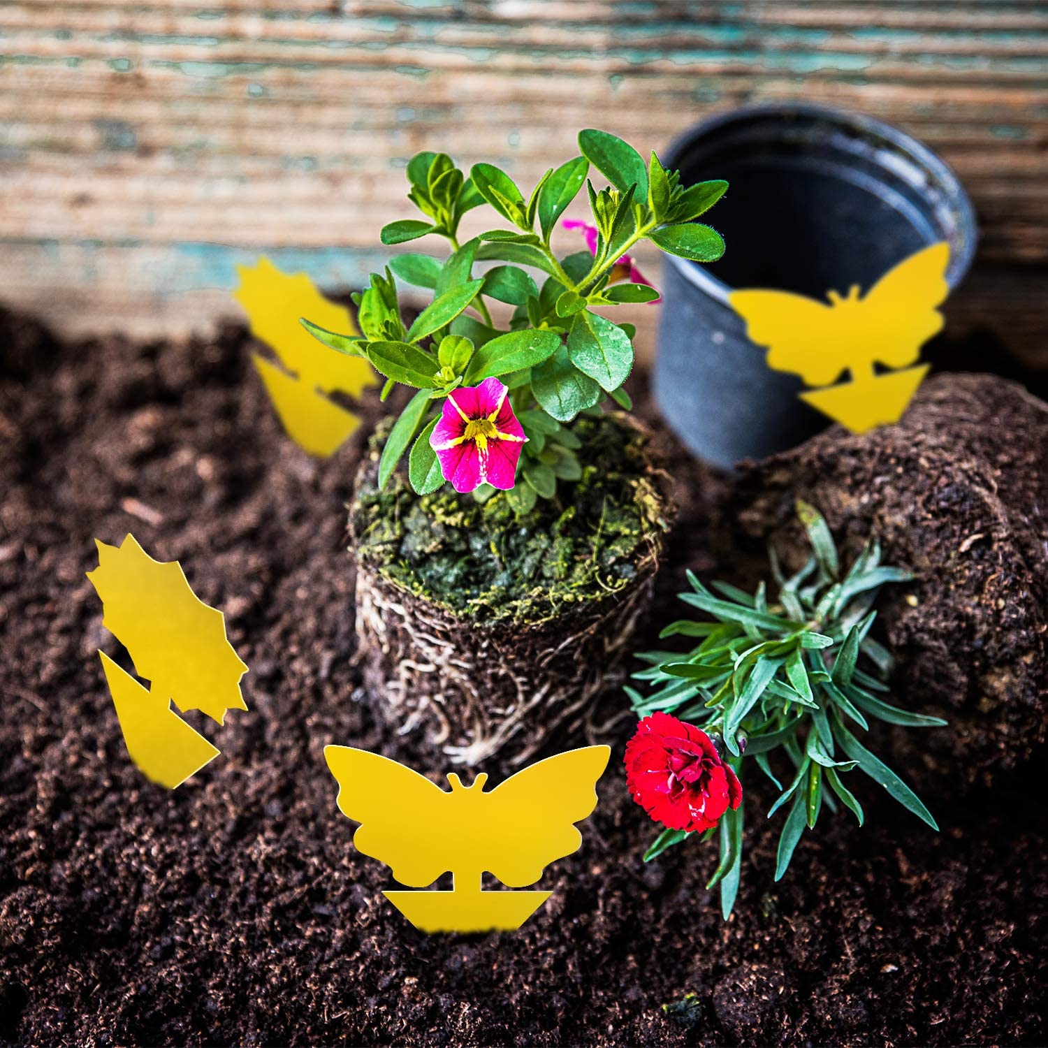 Mroace Sticky Plant Traps kit