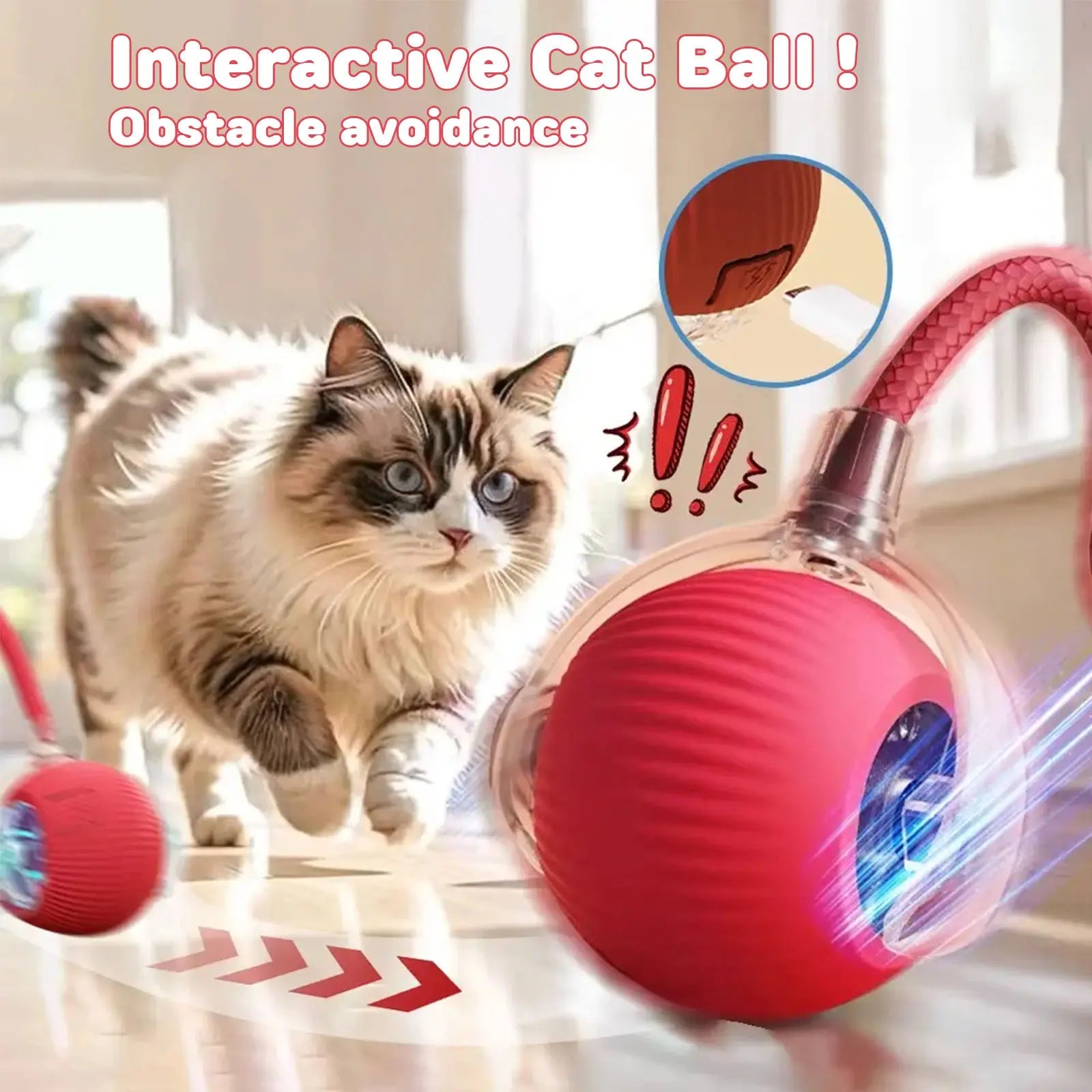 Morace Cat&Small dog Toy