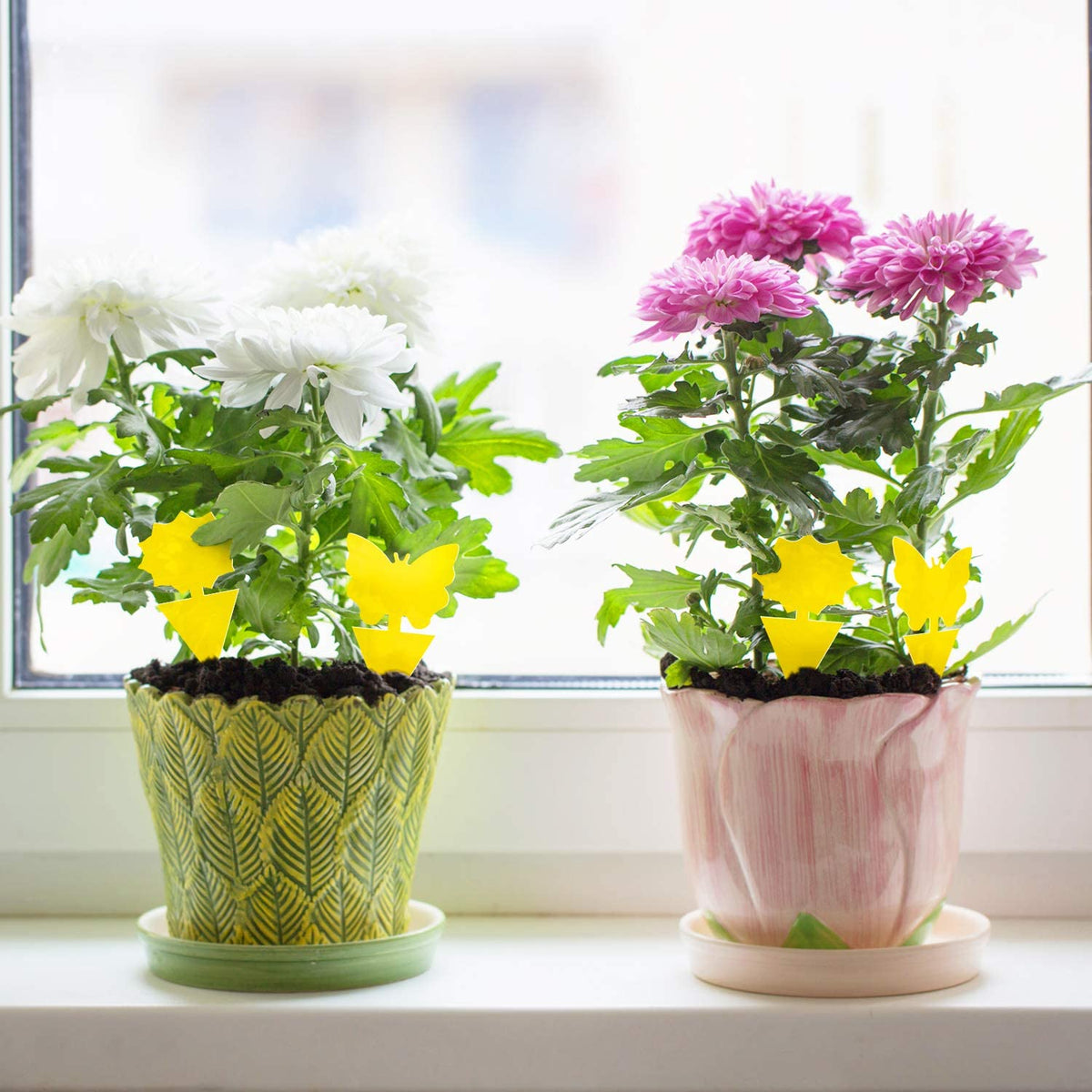 Mroace Sticky Plant Traps kit